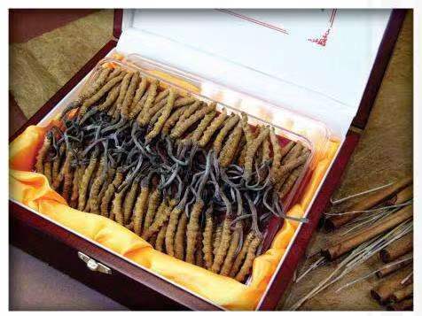 大东冬虫夏草回收